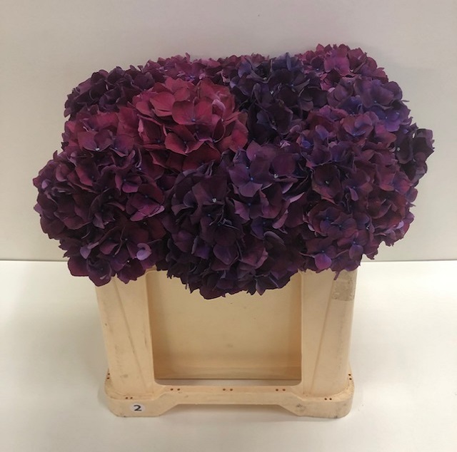Hydrangea mag ruby red purple.jpg
